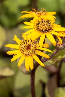 Strauß-Goldkolben - Ligularia dentata