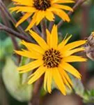 Strauß-Goldkolben - Ligularia dentata