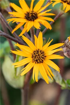 Strauß-Goldkolben - Ligularia dentata