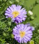 Garten-Kissen-Aster - Aster dumosus 'Prof Anton Kippenberg'