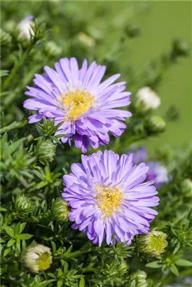 Garten-Kissen-Aster - Aster dumosus 'Prof Anton Kippenberg'