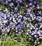 Garten-Kissen-Aster - Aster dumosus 'Prof Anton Kippenberg'