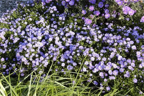 Garten-Kissen-Aster - Aster dumosus 'Prof Anton Kippenberg'