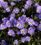 Garten-Kissen-Aster - Aster dumosus 'Prof Anton Kippenberg'