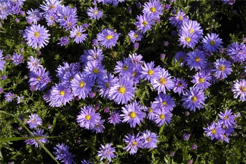 Garten-Kissen-Aster - Aster dumosus 'Prof Anton Kippenberg'