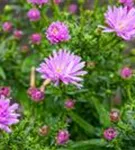 Garten-Kissen-Aster - Aster dumosus 'Prof Anton Kippenberg'