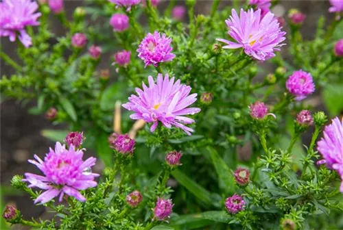 Garten-Kissen-Aster - Aster dumosus 'Prof Anton Kippenberg'