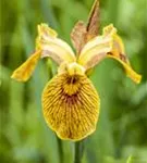 Sumpf-Schwertlilie - Iris pseudacorus