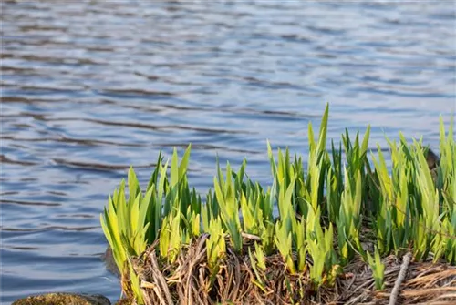 Sumpf-Schwertlilie - Iris pseudacorus