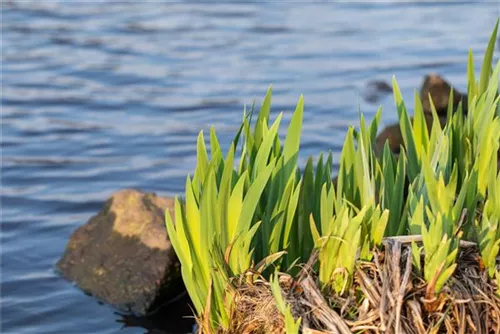 Sumpf-Schwertlilie - Iris pseudacorus