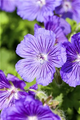 Prächtiger Garten-Storchschnabel - Geranium x magnificum 'Rosemoor'