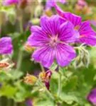 Prächtiger Garten-Storchschnabel - Geranium x magnificum 'Rosemoor'