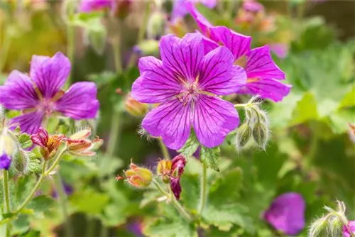 Prächtiger Garten-Storchschnabel - Geranium x magnificum 'Rosemoor'