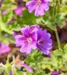 Prächtiger Garten-Storchschnabel - Geranium x magnificum 'Rosemoor'