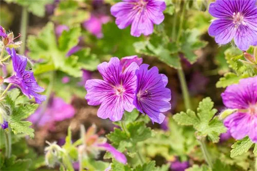 Prächtiger Garten-Storchschnabel - Geranium x magnificum 'Rosemoor'