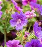 Prächtiger Garten-Storchschnabel - Geranium x magnificum 'Rosemoor'