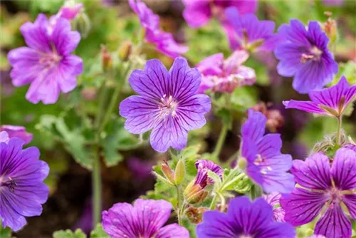 Prächtiger Garten-Storchschnabel - Geranium x magnificum 'Rosemoor'