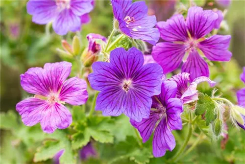 Prächtiger Garten-Storchschnabel - Geranium x magnificum 'Rosemoor'