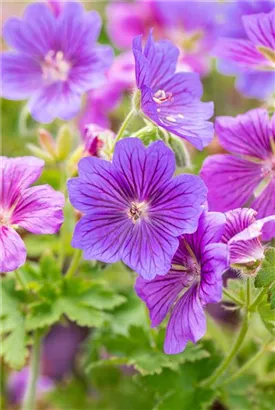 Prächtiger Garten-Storchschnabel - Geranium x magnificum 'Rosemoor'