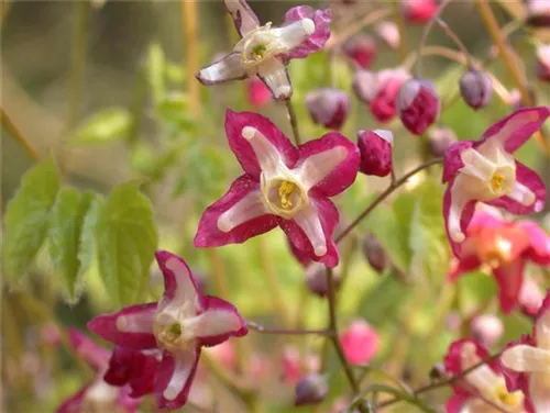 Alpen-Elfenblume - Epimedium alpinum