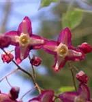 Alpen-Elfenblume - Epimedium alpinum