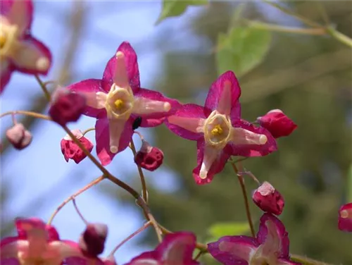 Alpen-Elfenblume - Epimedium alpinum