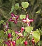 Alpen-Elfenblume - Epimedium alpinum