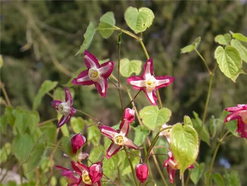 Alpen-Elfenblume - Epimedium alpinum