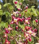 Alpen-Elfenblume - Epimedium alpinum