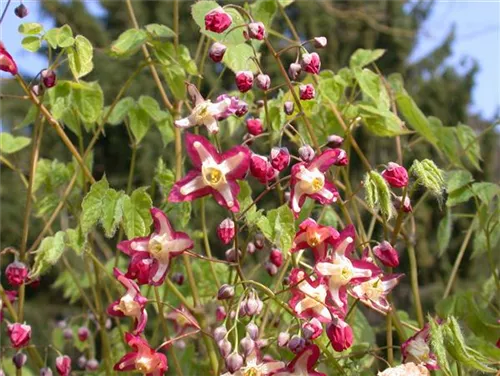 Alpen-Elfenblume - Epimedium alpinum