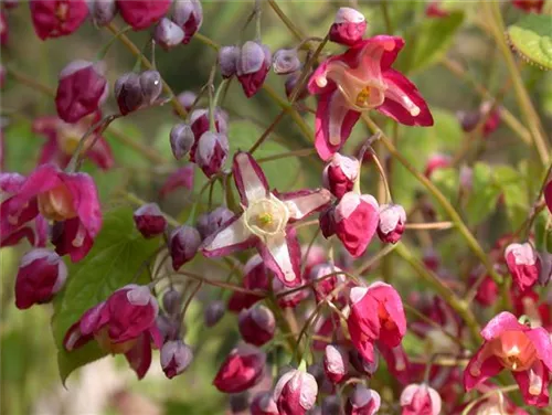 Alpen-Elfenblume - Epimedium alpinum