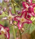 Alpen-Elfenblume - Epimedium alpinum