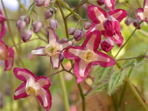 Alpen-Elfenblume - Epimedium alpinum