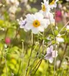 Garten-Herbst-Anemone - Anemone japonica 'Whirlwind'