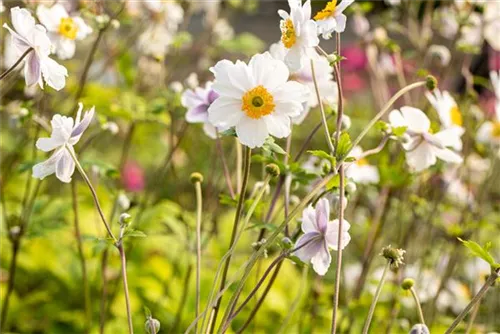 Garten-Herbst-Anemone - Anemone japonica 'Whirlwind'