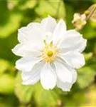 Garten-Herbst-Anemone - Anemone japonica 'Whirlwind'