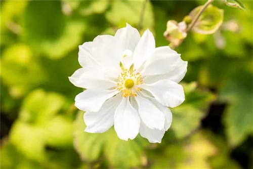 Garten-Herbst-Anemone - Anemone japonica 'Whirlwind'