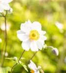 Garten-Herbst-Anemone - Anemone japonica 'Whirlwind'