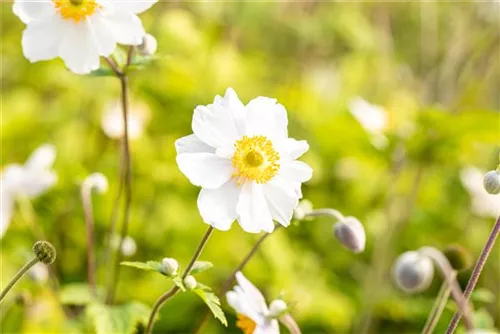 Garten-Herbst-Anemone - Anemone japonica 'Whirlwind'