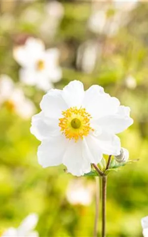 Anemone japonica 'Whirlwind'