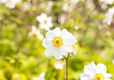 Anemone japonica 'Whirlwind' - Garten-Herbst-Anemone