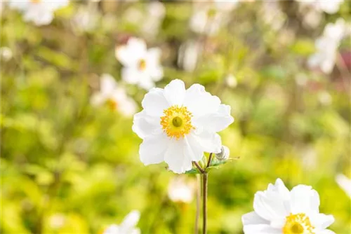 Garten-Herbst-Anemone - Anemone japonica 'Whirlwind'