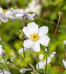 Garten-Herbst-Anemone - Anemone japonica 'Whirlwind'