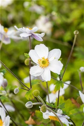 Garten-Herbst-Anemone - Anemone japonica 'Whirlwind'