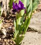 Zwergige Garten-Schwertlilie - Iris pumila 'Cherry Garden'