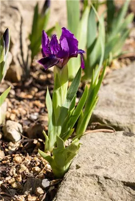 Zwergige Garten-Schwertlilie - Iris pumila 'Cherry Garden'