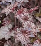 Garten-Silberglöckchen - Heuchera micrantha 'Palace Purple'