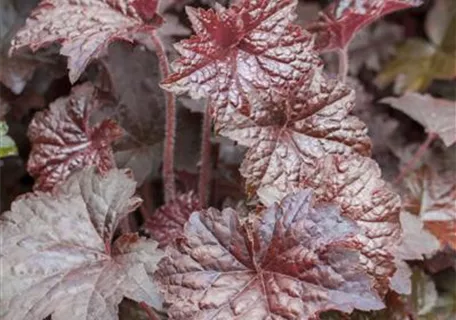 Heuchera micrantha 'Palace Purple' - Garten-Silberglöckchen