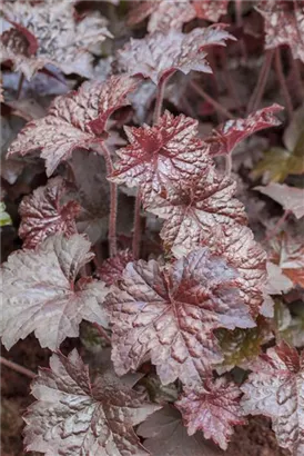 Garten-Silberglöckchen - Heuchera micrantha 'Palace Purple'