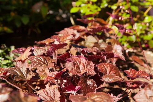 Garten-Silberglöckchen - Heuchera micrantha 'Palace Purple'